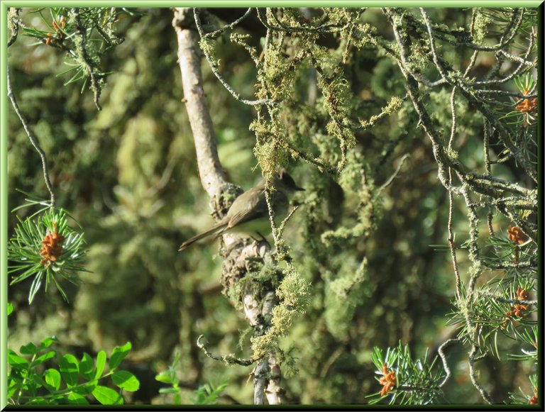 close up pheobe in pine tree.JPG