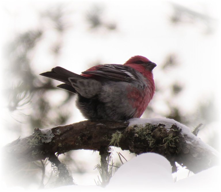 close up male pine grosbeak  on branch view from rear.JPG