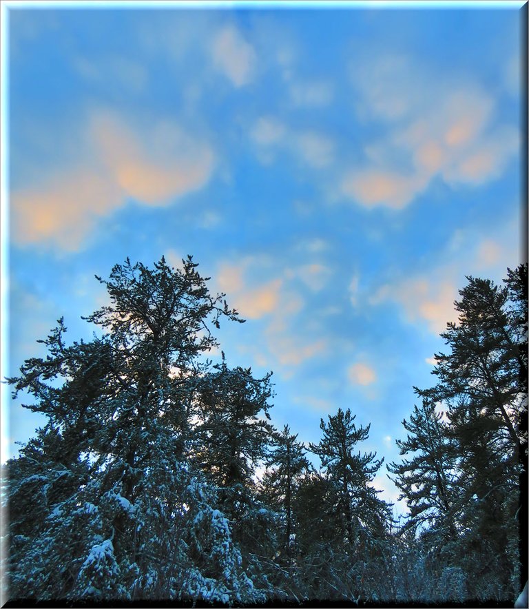 pink on light clouds above the spruce trees.JPG
