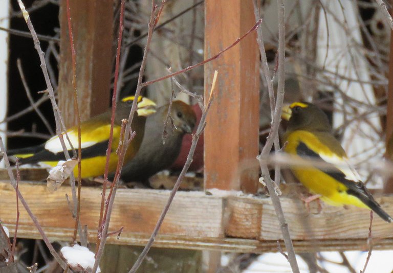 2 male evening grosbeaks and pair of pine grosbeaks at feeder.JPG