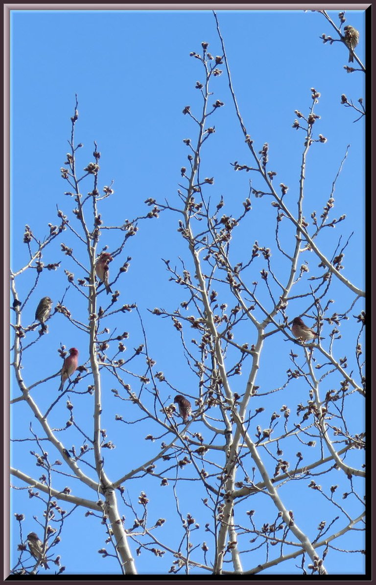 7 house finches on cotton wood tree eating opened buds.JPG