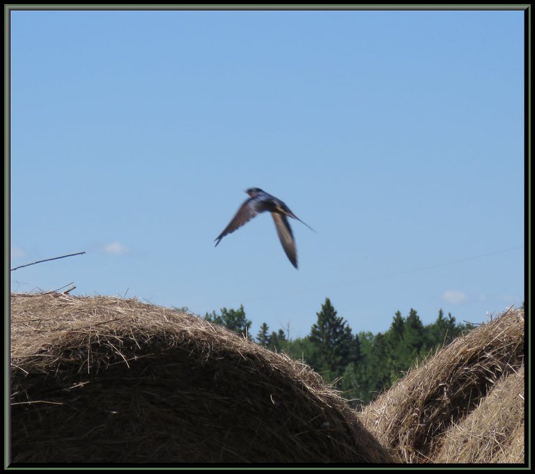 barn swallow in flight over straw bales.JPG
