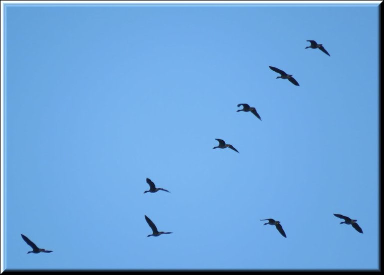 flock of geese flying in V formation.JPG
