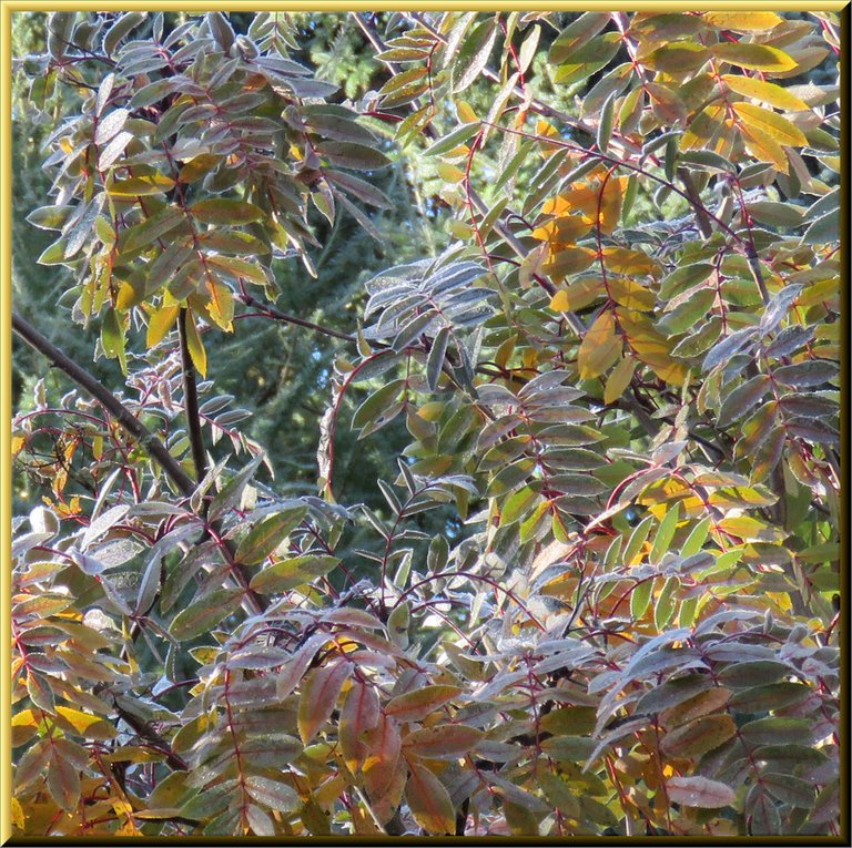 frosty colorful mountain ash leaves highlighted in sun.JPG