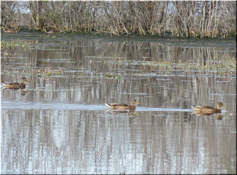 3 teal ducks swimming by tree reflection in pond.JPG