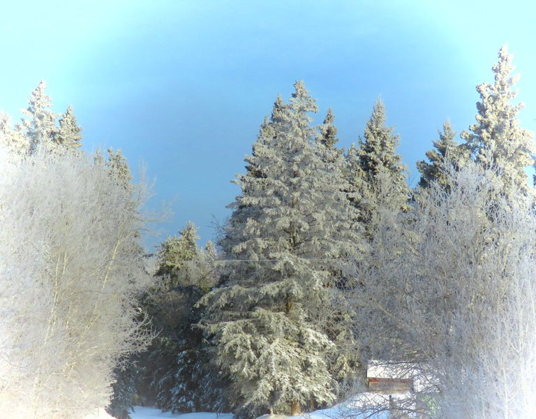 focused view of frosted trees at end of road.JPG
