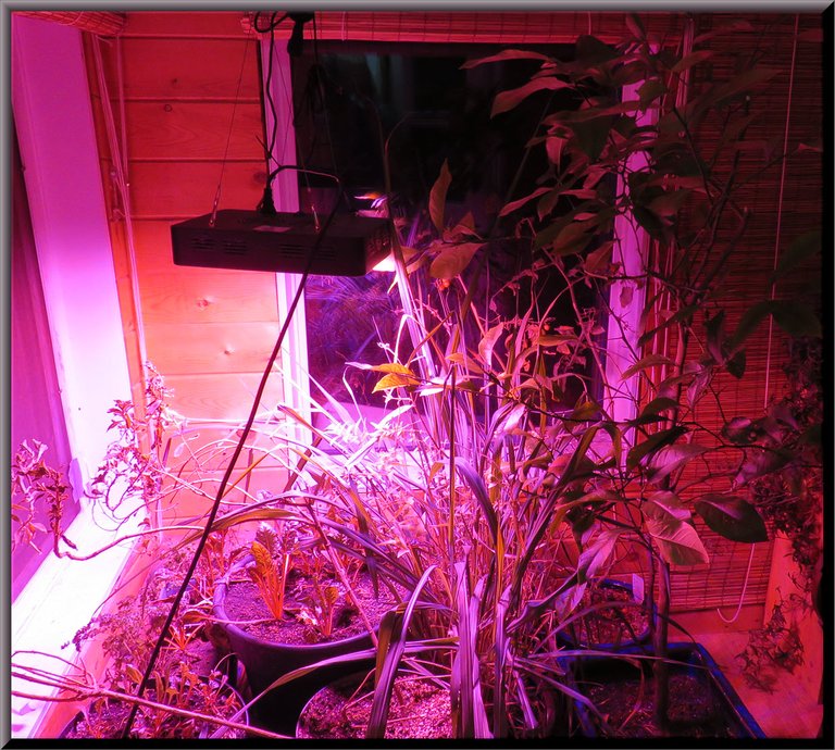 plants under LED in bedroom grow area.JPG