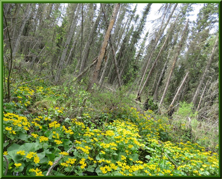 large patch of marsh marigolds with black spruce trunks behind.JPG