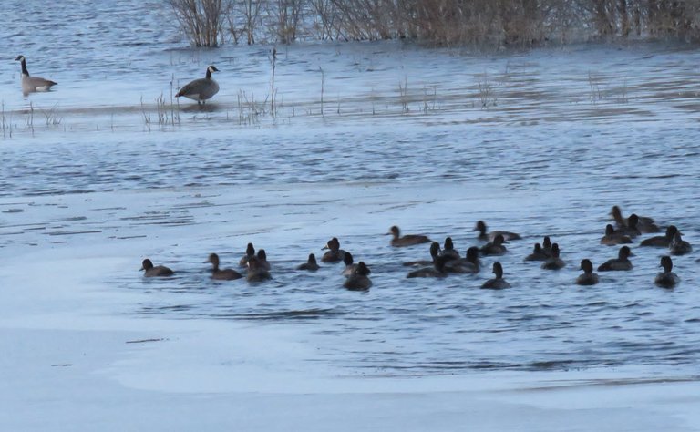 group of ducks coming together to center of pond by 2 geese for evening.JPG
