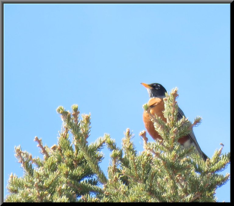 robin on top of spruce tree.JPG