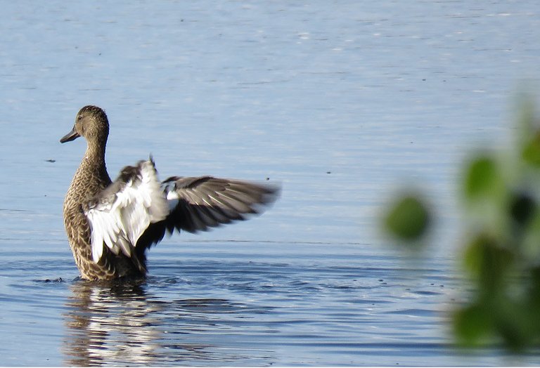 close up blue winged teal duck stretching its wings.JPG