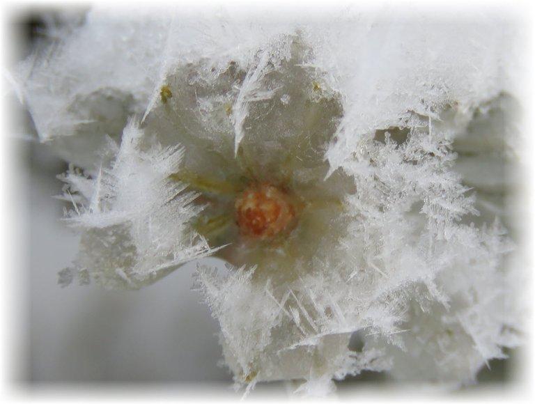 close up hoarfrost on icy tip bud of spruce.JPG
