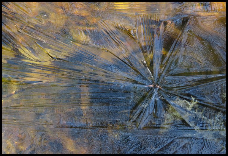 ice pattern on plant makes star shape.JPG