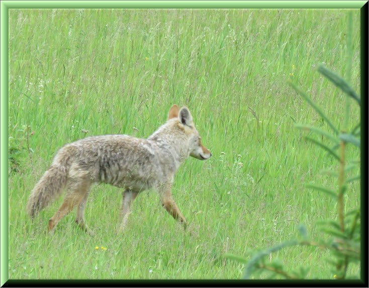 back end of coyote running through field.JPG