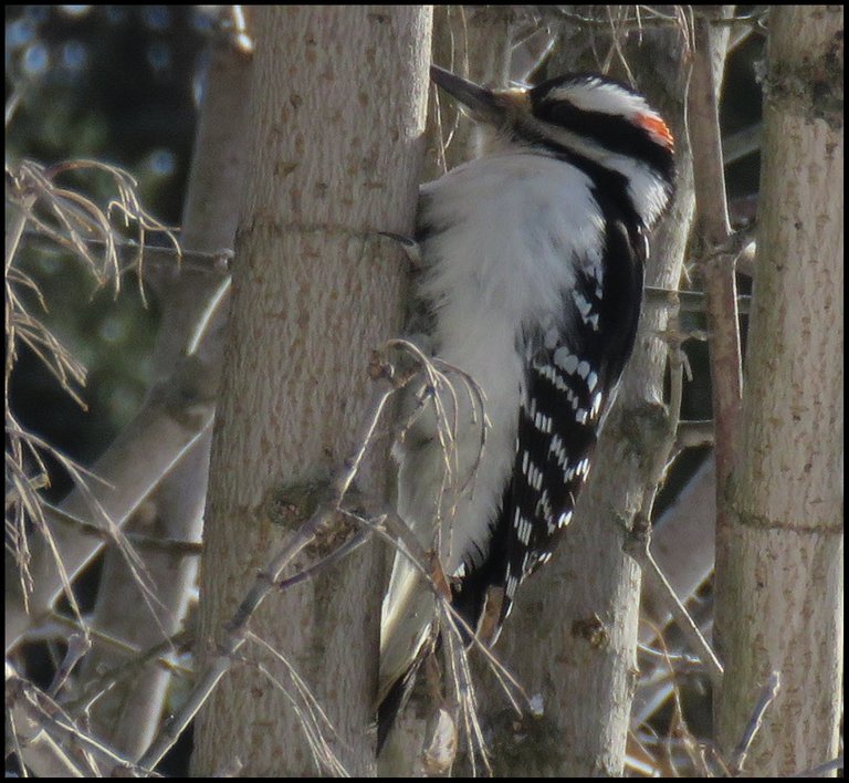 close up downy woodpecker on tree trunk.JPG