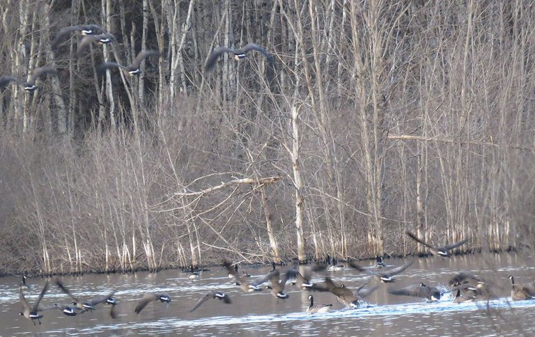 flock of geese taking flight off water.JPG