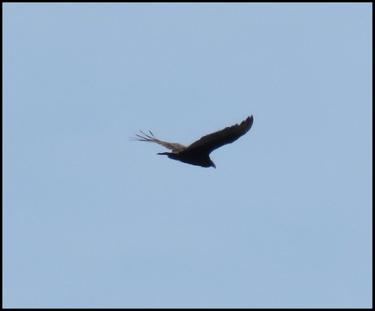 turkey vulture in flight close up.JPG