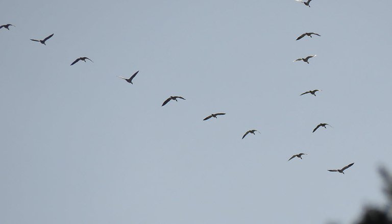 close up flock geese flying in v.JPG