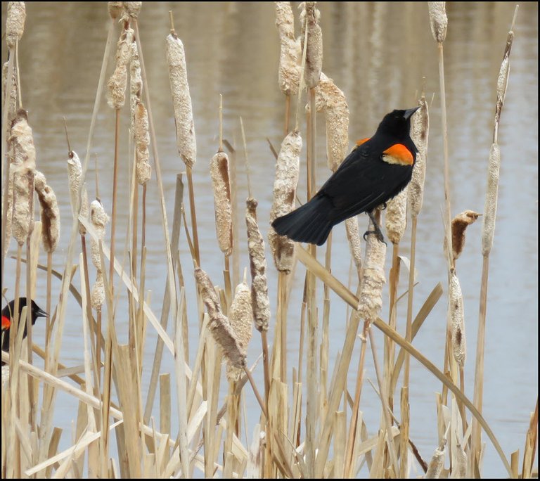 redwing blackbirds on dried reeds.JPG