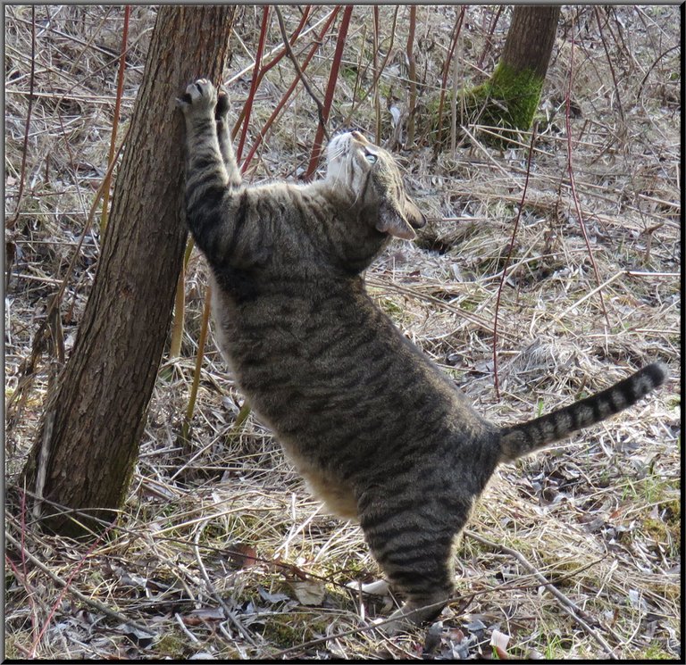 JJ stretching on tree.JPG