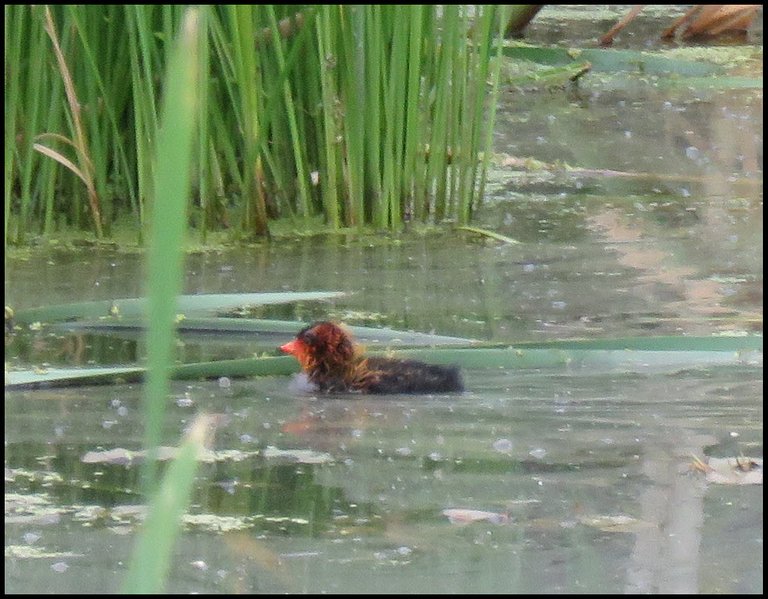 close up coot duckling heading into the reeds.JPG