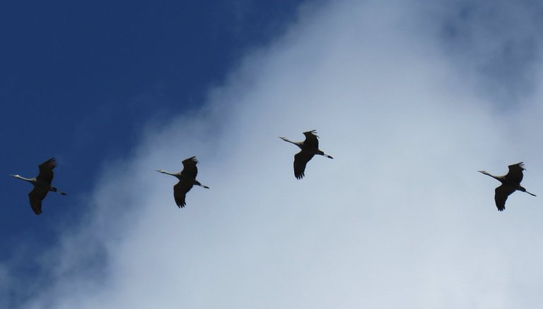 close up 4 cranes in flight in clouds.JPG