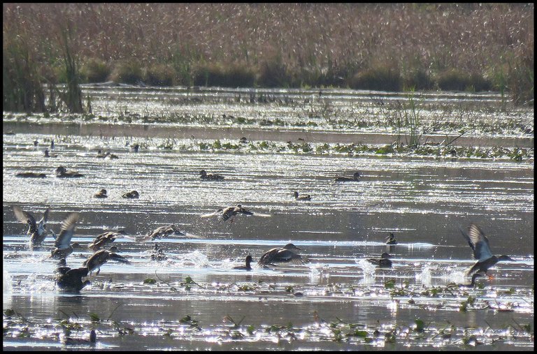 ducks landing among other ducks on pond.JPG