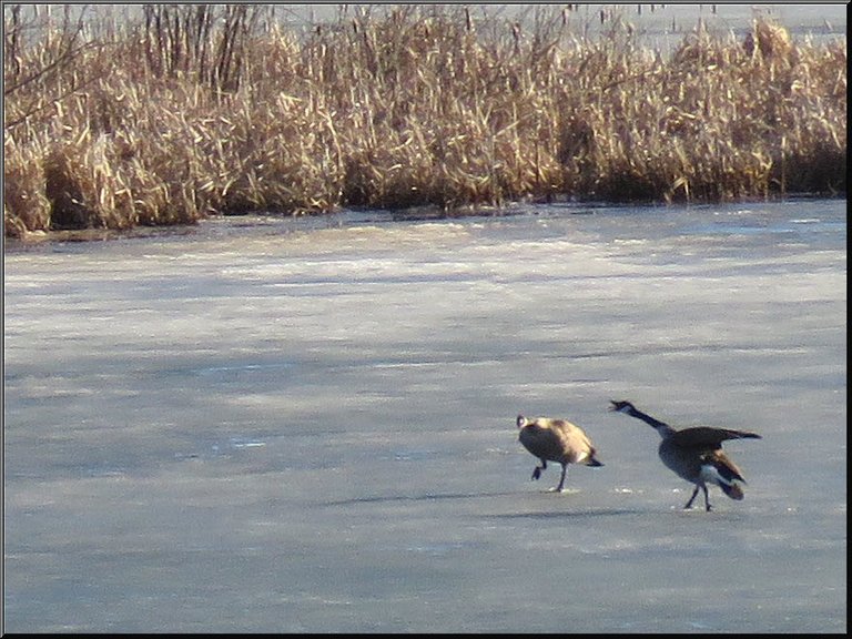 2 geese walking on ice wing stretched beak open honking.JPG