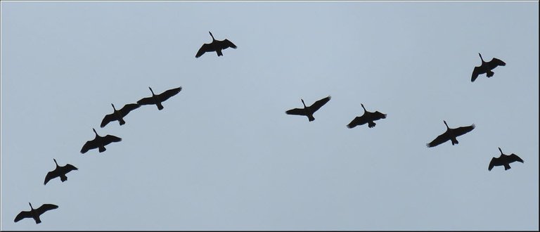geese flying in v formation.JPG