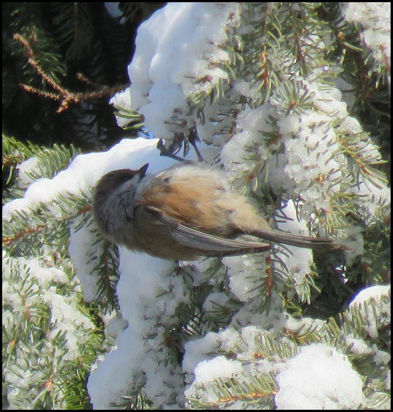 chickadee hanging sideways on snowy spruce branch.JPG