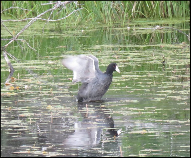 close up coot stretching wings.JPG