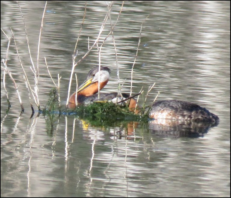 pair of grebes checking newly formed nest.JPG