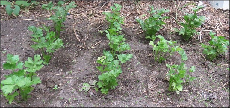 celery plants.JPG