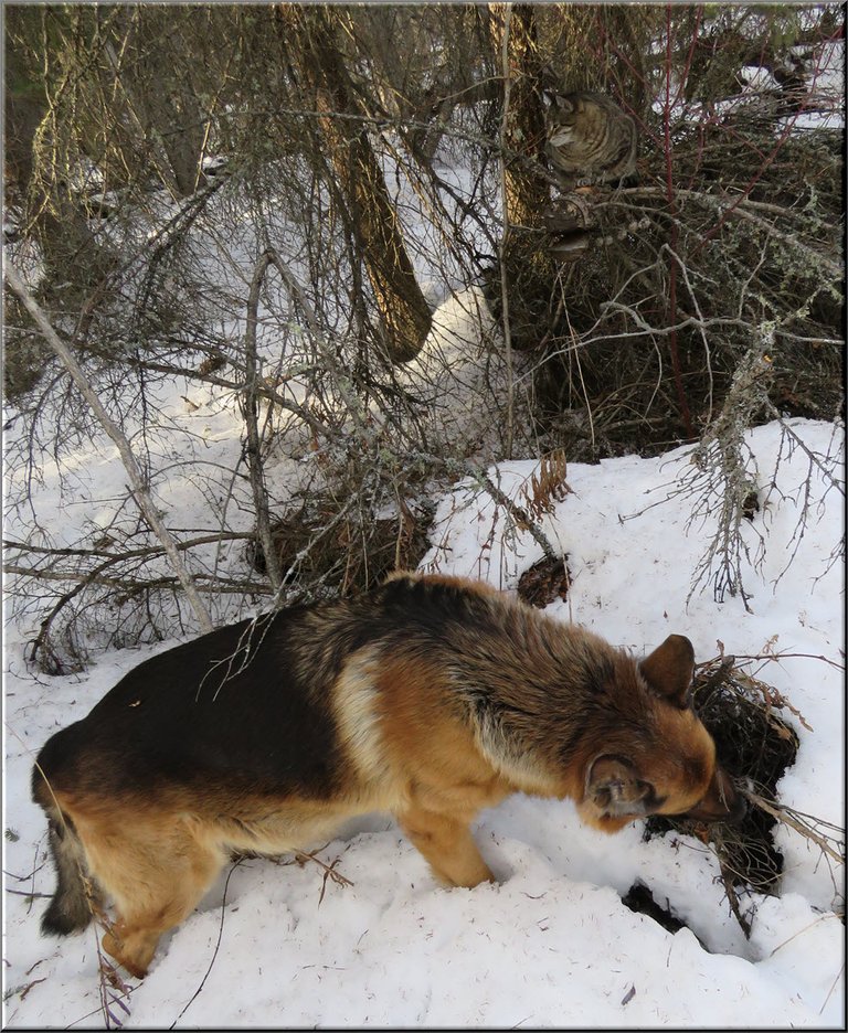 JJ on log Bruno looking into hole in snow.JPG