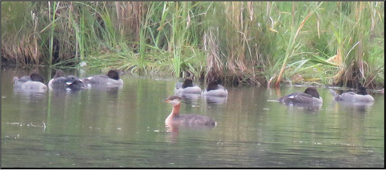 young canvasbacks resting on water plus grebe.JPG