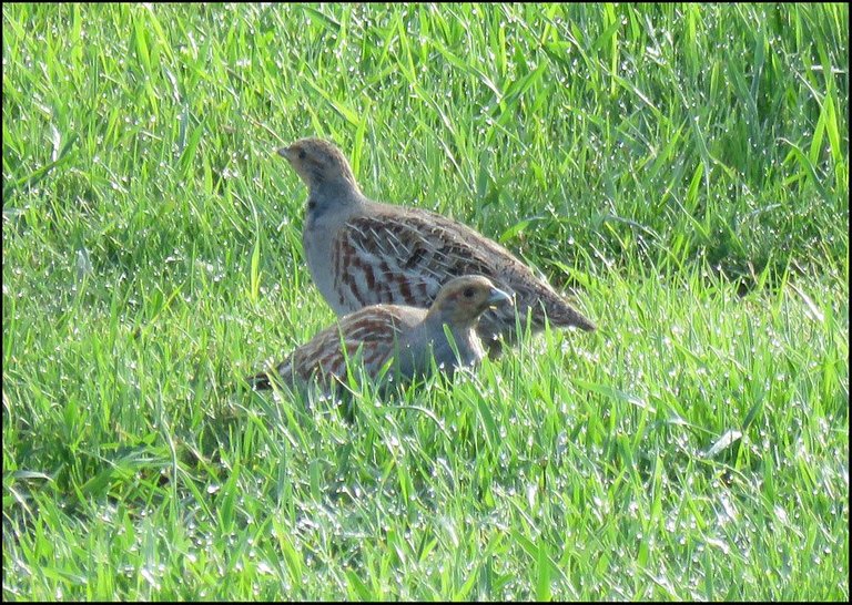 pair of partridges in grass.JPG