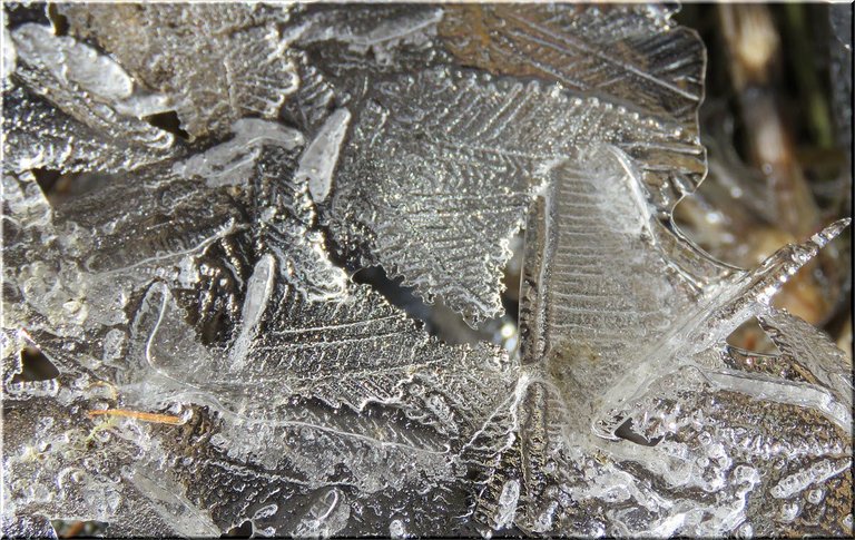 interesting cluster of leaf like patterns in ice.JPG