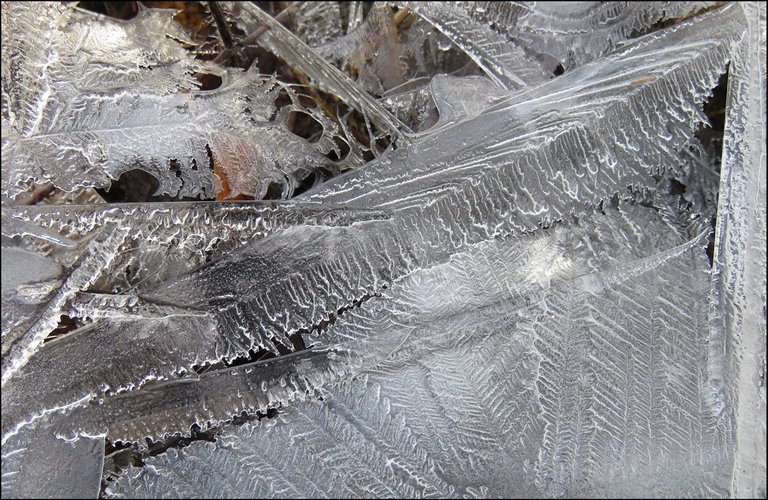 interesting cluster of variety of leaf like patterns in ice.JPG