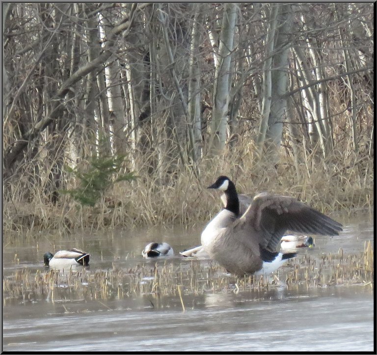 Canada Goose Stretching wings mallards feeding.JPG