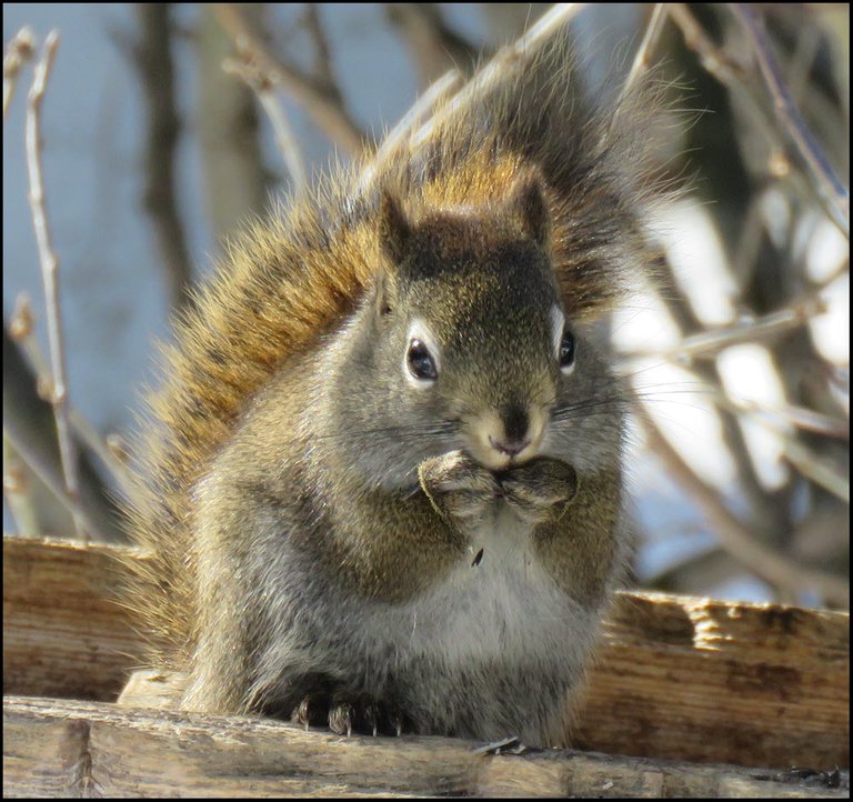 squirrel stuffing face on feeder.JPG