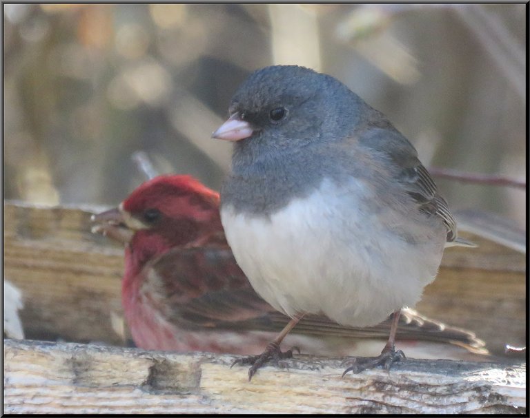 close up purple finch Junco in front on feeder.JPG