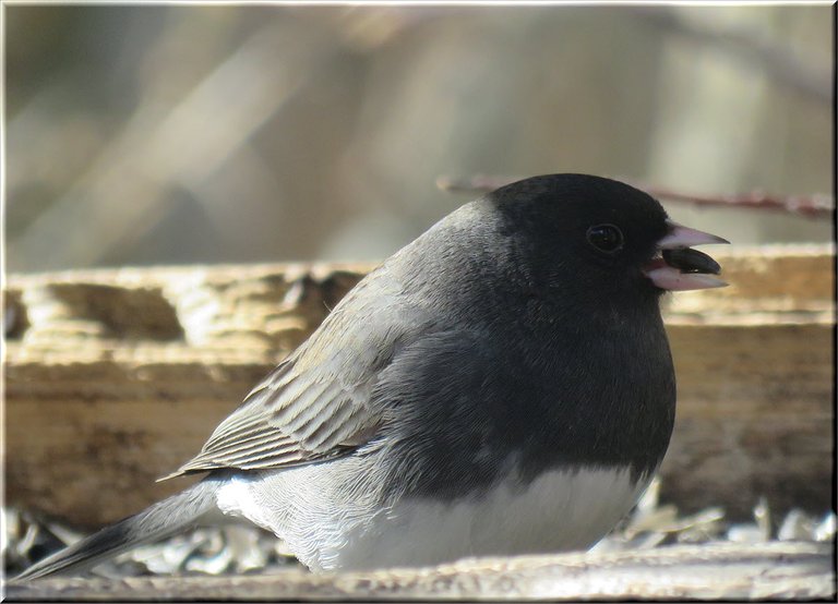 close up junco on feeder with seed in beak.JPG