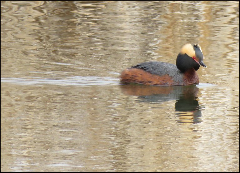hooded grebe swimming in the water.JPG