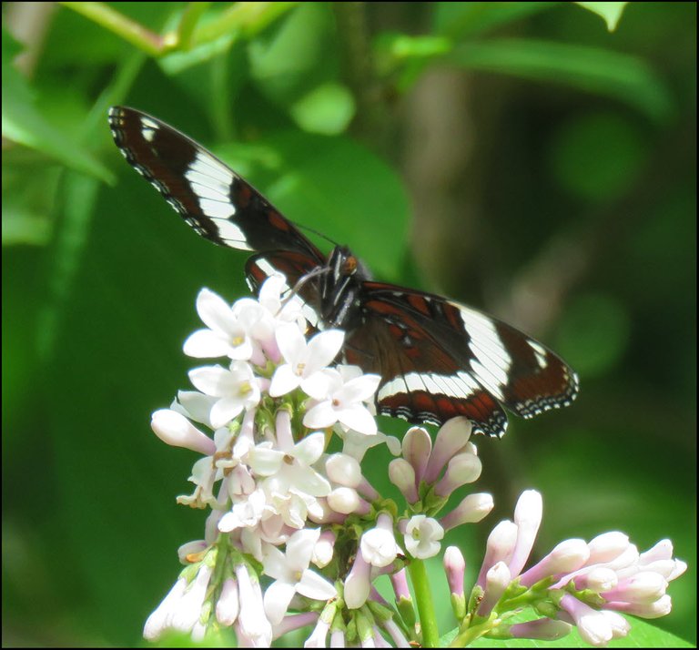 close up underside black clock butterfly on lilac.JPG