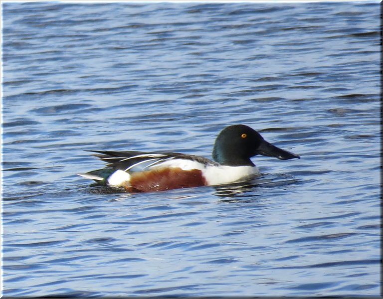 close up gold eye duck with colorfull featers.JPG