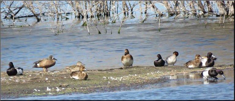8 ducks on sandbar 1 feeding at edge.JPG