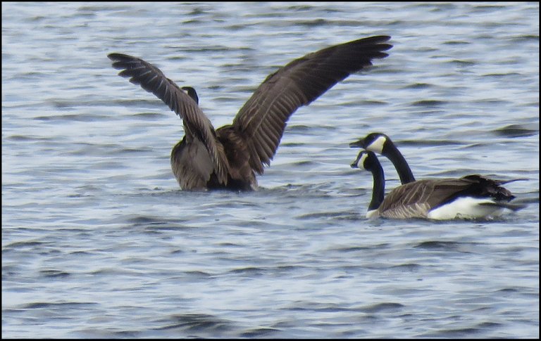 2 Canada Geese chasing other with wings spread.JPG