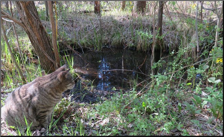 JJ on alert to something by pond.JPG