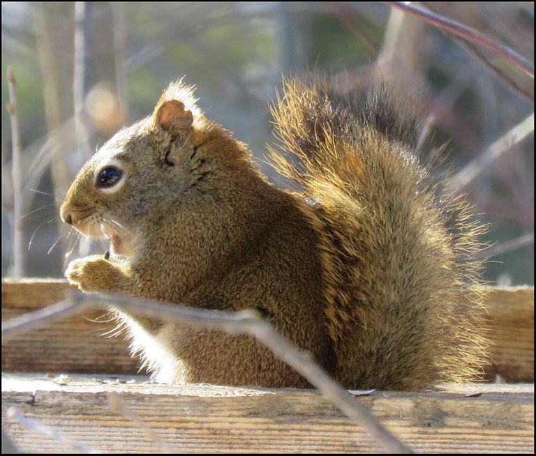 close up squirrel about to put seed in open mouth.JPG