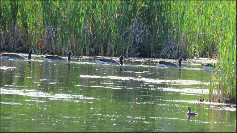 5 geese swimming in beind reeds young grebe looking on.JPG